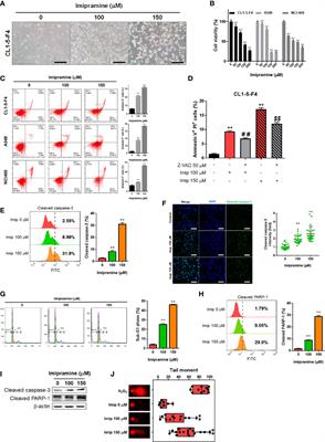 Suppression of EGFR/PKC-δ/NF-κB Signaling Associated With Imipramine-Inhibited Progression of Non-Small Cell Lung Cancer